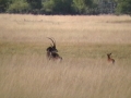 Sable antelope 2 